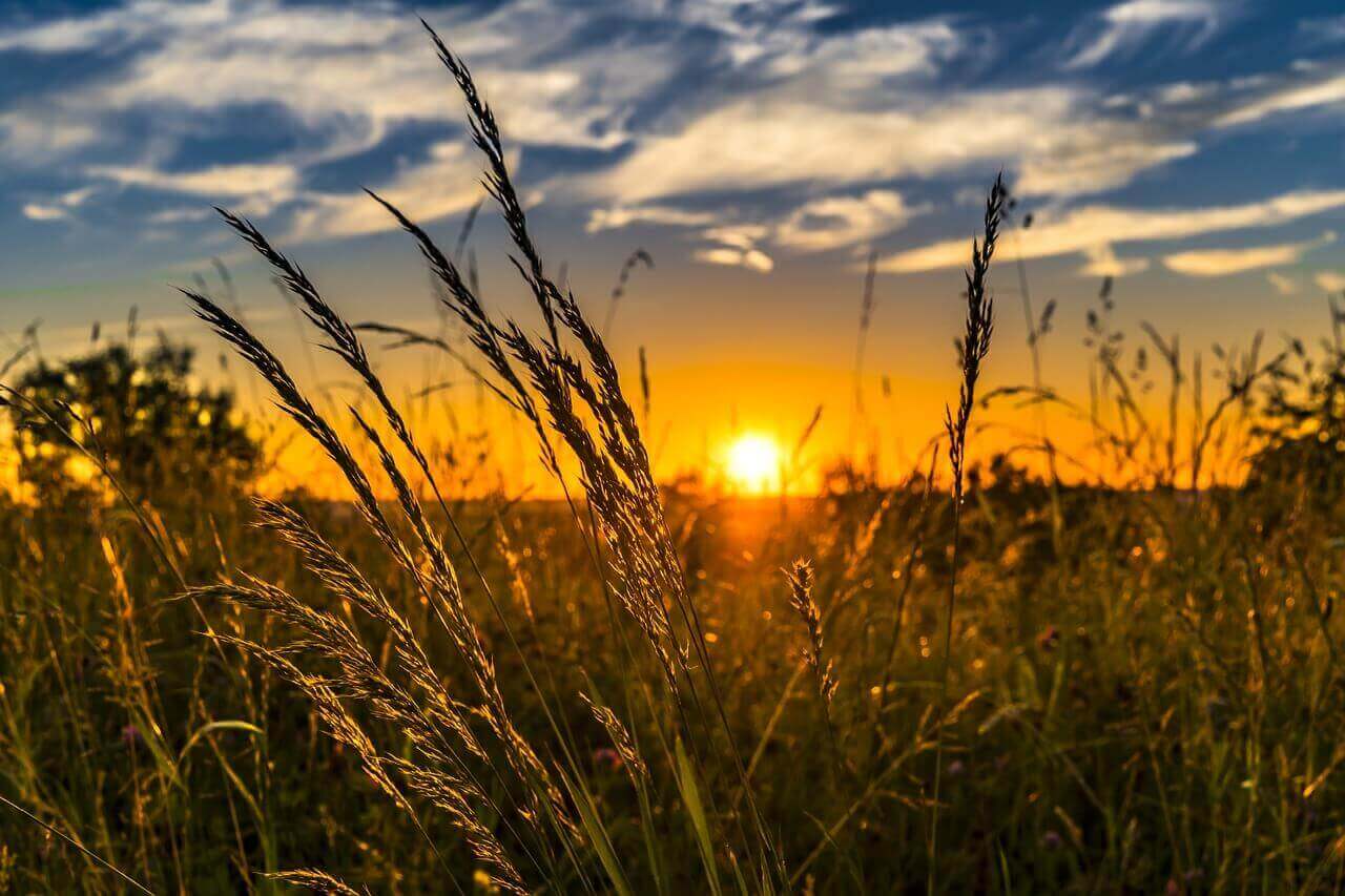 夏の夕日と稲穂