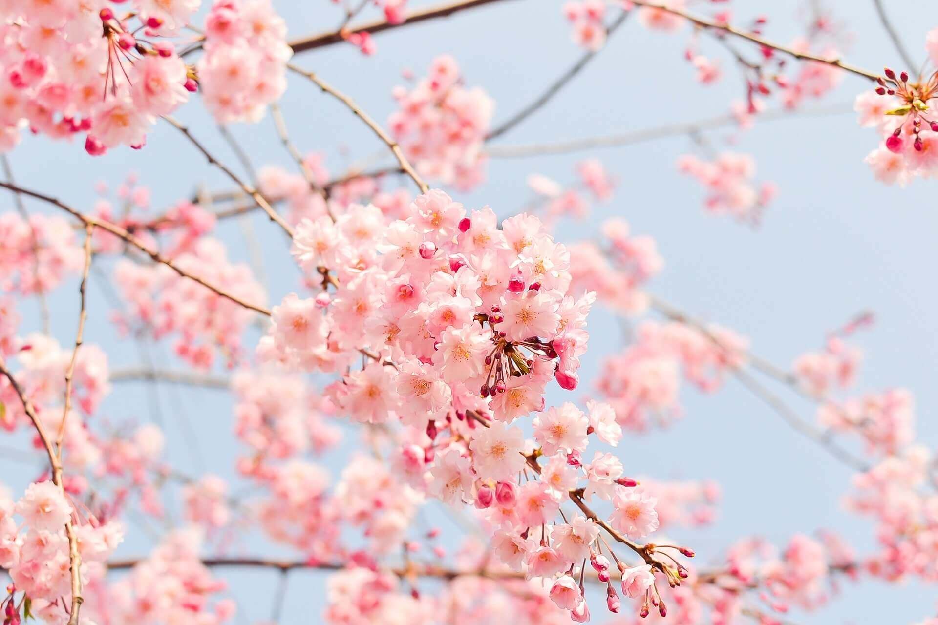 桜